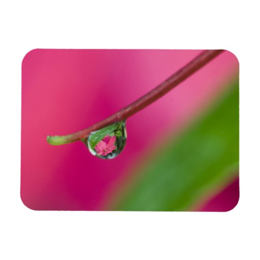 USA, Oregon, Shore Acres Gardens, Wassertröpfchen Magnet (Horizontal)