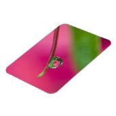 USA, Oregon, Shore Acres Gardens, Wassertröpfchen Magnet (Linke Seite)