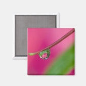 USA, Oregon, Shore Acres Gardens, Wassertröpfchen Magnet (Vorderseite/Rückseite)