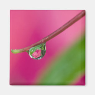 USA, Oregon, Shore Acres Gardens, Wassertröpfchen Magnet