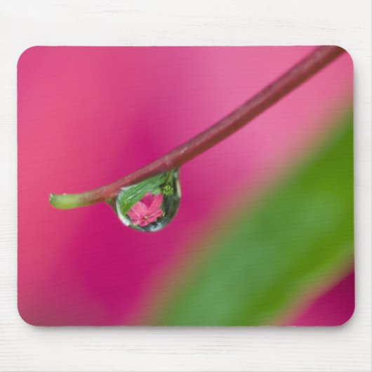 USA, Oregon, Shore Acres Gardens, Wassertröpfchen Mousepad (Vorne)