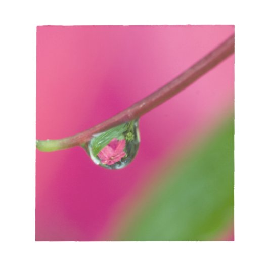 USA, Oregon, Shore Acres Gardens, Wassertröpfchen Notizblock (Vorderseite)
