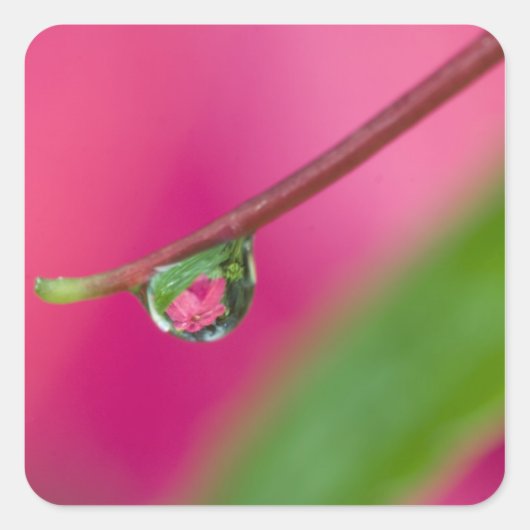 USA, Oregon, Shore Acres Gardens, Wassertröpfchen Quadratischer Aufkleber (Vorderseite)