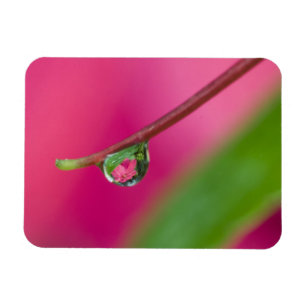 USA, Oregon, Shore Acres Gardens, Wassertropfen Magnet