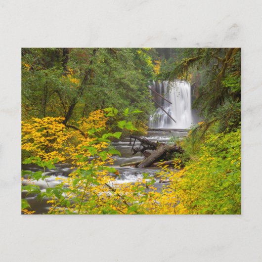 USA, Oregon, Silver Falls Staat Park 2 Postkarte (Vorderseite)
