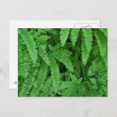 USA, Oregon, Silverton. Maidenhair Ferns Postkarte (Vorne/Hinten)
