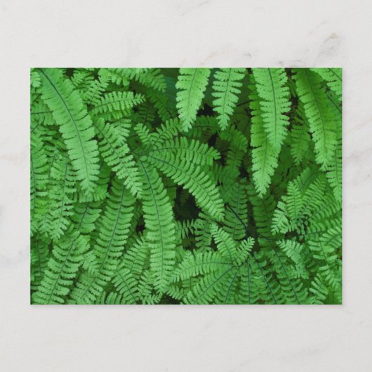 USA, Oregon, Silverton. Maidenhair Ferns Postkarte (Vorderseite)