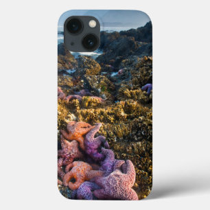 USA, Oregon. Starfish und Seesterne Case-Mate iPhone Hülle