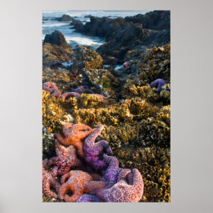 USA, Oregon. Starfish und Seesterne Poster