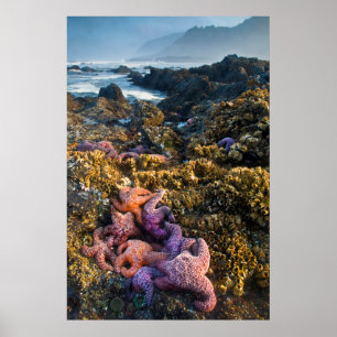 USA, Oregon. Starfish und Seesterne Poster