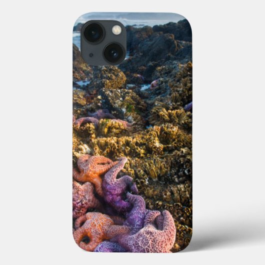 USA, Oregon Sterne von Seestern Case-Mate iPhone Hülle (Rückseite)
