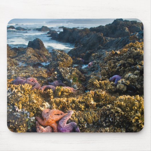 USA, Oregon Sterne von Seestern Mousepad (Vorne)