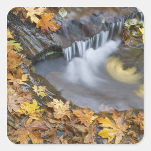 USA, Oregon, Sweet Creek. Blätter von gefallenen A Quadratischer Aufkleber