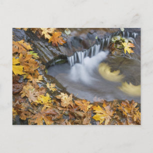 USA, Oregon, Sweet Creek. Fallen maple leaves Postkarte