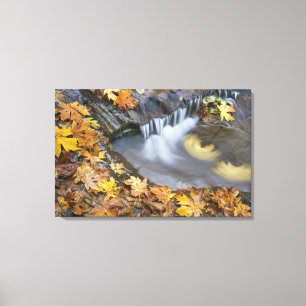 USA, Oregon, Sweet Creek. Gefallene Ahornblätter Leinwanddruck
