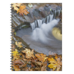 USA, Oregon, Sweet Creek. Gefallene Ahornblätter Notizblock