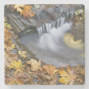 USA, Oregon, Sweet Creek. Gefallene Ahornblätter Steinuntersetzer