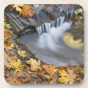 USA, Oregon, Sweet Creek. Gefallene Ahornblätter Untersetzer