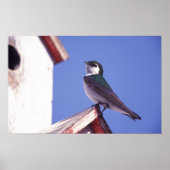 USA, Oregon Violetgrüne Schwalbe Tachycineta Poster (Vorne)