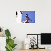 USA, Oregon Violetgrüne Schwalbe Tachycineta Poster (Heimbüro)