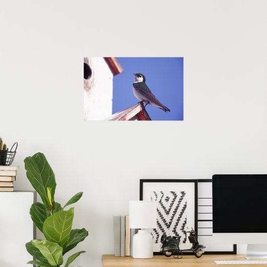 USA, Oregon Violetgrüne Schwalbe Tachycineta Poster (Heimbüro)