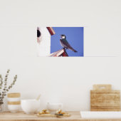 USA, Oregon Violetgrüne Schwalbe Tachycineta Poster (Küche)