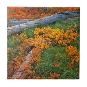 USA, Oregon, Willamette National Forest Fliese