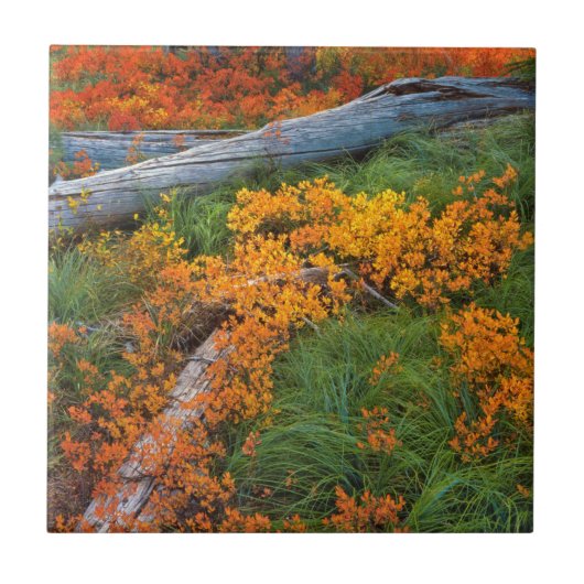 USA, Oregon, Willamette National Forest Fliese (Vorderseite)