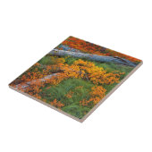 USA, Oregon, Willamette National Forest Fliese (Seite)