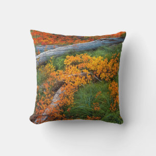 USA, Oregon, Willamette National Forest Kissen