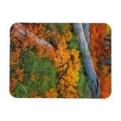 USA, Oregon, Willamette National Forest Magnet (Horizontal)
