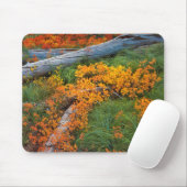 USA, Oregon, Willamette National Forest Mousepad (Mit Mouse)
