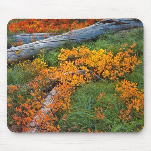 USA, Oregon, Willamette National Forest Mousepad (Vorne)