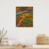 USA, Oregon, Willamette National Forest Poster (Küche)