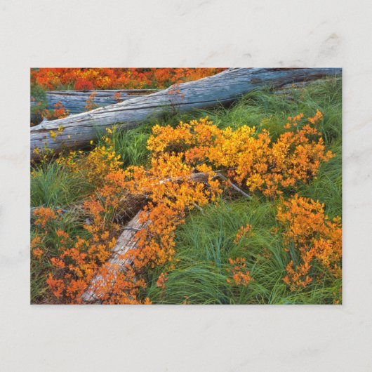 USA, Oregon, Willamette National Forest Postkarte (Vorderseite)