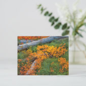 USA, Oregon, Willamette National Forest Postkarte (Stehend Vorderseite)