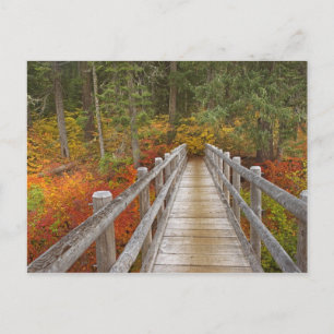 USA, Oregon, Willamette National Forest. Postkarte