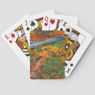 USA, Oregon, Willamette National Forest Spielkarten