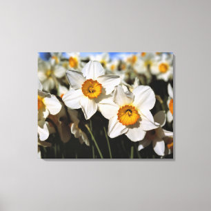USA, Oregon, Willamette Valley. Daffodien Leinwanddruck