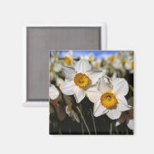 USA, Oregon, Willamette Valley. Daffodien Magnet (Vorderseite/Rückseite)