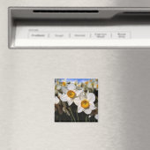 USA, Oregon, Willamette Valley. Daffodien Magnet (In Situ (Geschirrspüler))