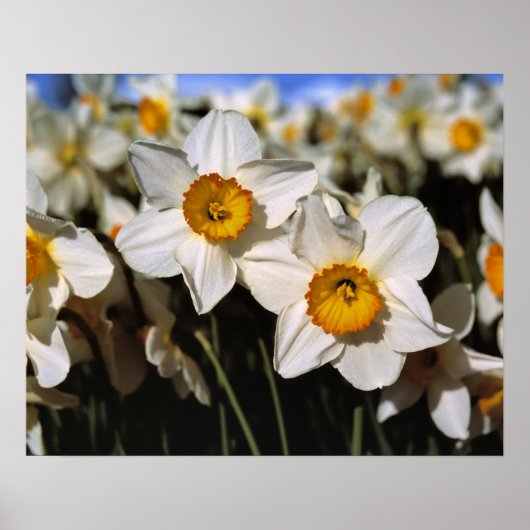 USA, Oregon, Willamette Valley. Daffodien Poster (Vorne)