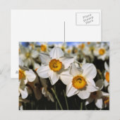 USA, Oregon, Willamette Valley. Daffodien Postkarte (Vorne/Hinten)