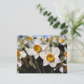 USA, Oregon, Willamette Valley. Daffodien Postkarte (Stehend Vorderseite)
