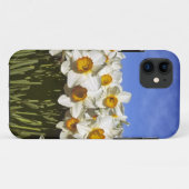 USA, Oregon, Willamette Valley. Daffodien wachsen Case-Mate iPhone Hülle (Rückseite (Horizontal))