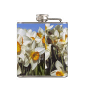 USA, Oregon, Willamette Valley. Daffodien wachsen Flachmann (Rückseite)