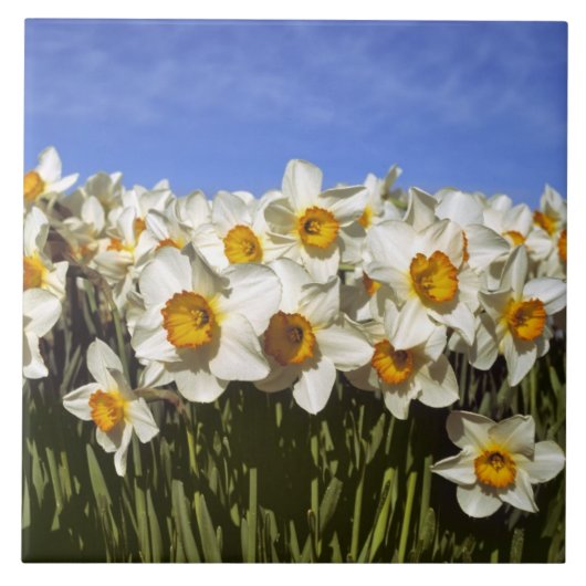 USA, Oregon, Willamette Valley. Daffodien wachsen Fliese (Vorderseite)