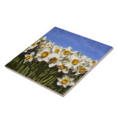 USA, Oregon, Willamette Valley. Daffodien wachsen Fliese (Seite)