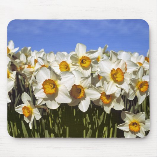 USA, Oregon, Willamette Valley. Daffodien wachsen Mousepad (Vorne)