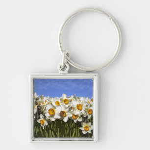 USA, Oregon, Willamette Valley. Daffodien wachsen Schlüsselanhänger